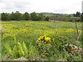 Creggandevesky Townland