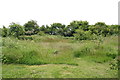 Community orchard, beginnings of