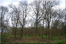 TQ6868 : Woodland, Cobham Park by N Chadwick