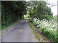 Overgrown verges along Glencoppagh Road