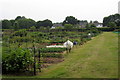 Silsoe Allotments