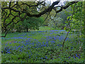 SK4715 : Bluebells in Cat Hill Wood by Mat Fascione