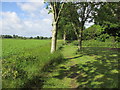 Tree-lined path