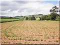 Maize field, near Upper Cheddon