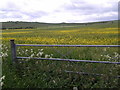 Wild flowers and rape seed flowers