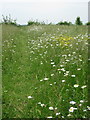 Daisies on the footpath