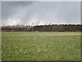 Grass field, Ladybank