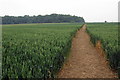 Path to Montague Wood