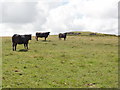 SX5589 : Cattle on Corn Ridge by Tony Atkin