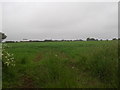 ST8674 : Looking west from Yatton Road into a field by Rob Purvis