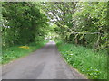 Summer greenery, looking west