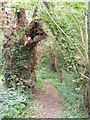 TM4781 : Footpath off Clay Common Lane by Geographer