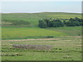 Sheepfold in the valley of Durtrees Burn