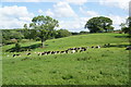 Movement of cows near Eavestone