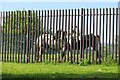 NZ2863 : Fence and horses by Richard Webb