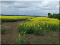 Oilseed rape crop, Kenwick Bar