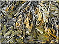 NB4635 : Brown algae at Geòdha na Cloiche Bige by M J Richardson