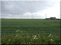 Crop field and wind turbines, The Grange