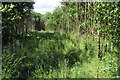 Young trees on Flitwick Moor