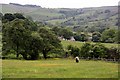 Fields above Combs