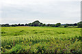 TL8709 : Field of barley by Robin Webster