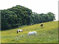 Horses in a buttercup meadow