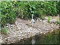 Heron on the banks of the Tyne