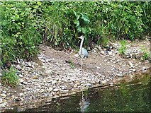 NZ1164 : Heron on the banks of the Tyne by Oliver Dixon