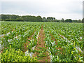 A field of maize