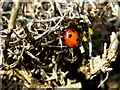 H3665 : Ladybird, Drumsheil by Kenneth  Allen