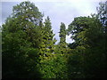 Treetops in Brent Park