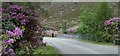 Roadside rhododendrons