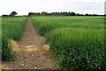 Footpath through the Barley