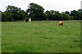 SP9344 : Cattle grazing near East End by Philip Jeffrey