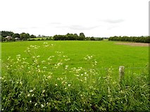 H5767 : A nice green field, Ballyhallagan by Kenneth  Allen