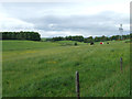 Fields near Kilmacolm