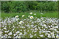 SK4833 : Daisies in Fox Covert by David Lally