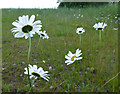 SK4833 : Daisies in Fox Covert by David Lally