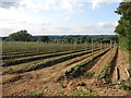 Fruit Farm near Leeds, Kent