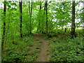 Path in Lower Dodmoor Wood