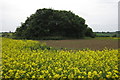 Copse in the middle of a rape field