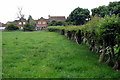 Hedge in a sheep field