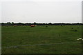 Ridge and furrow field on the way to Two Mile Bank