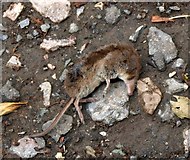 SX8771 : Dead shrew, Aller Brook Local Nature Reserve by Derek Harper