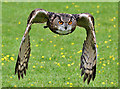 NT6713 : An eagle owl at Jedburgh Deer and Farm Park by Walter Baxter