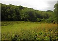 Meadow in the Brockey River valley