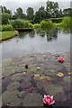 Water Lilies, Capel Manor, Enfield