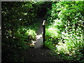 Small footbridge in the woods