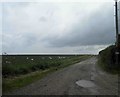 Sheep grazing alongside the A18 trunk road