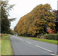 Autumn colours near Llanover Court